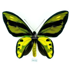 ORNITHOPTERA TITHONUS MISOOLANA